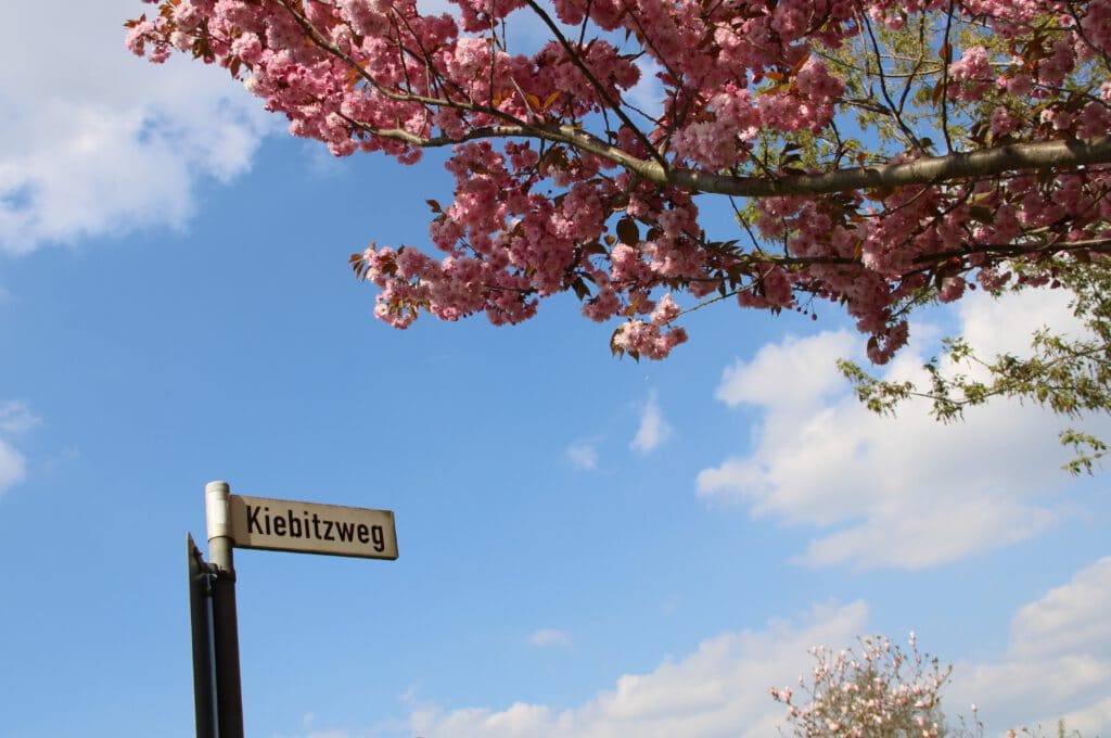 Kiebitzweg Die Wohnungen